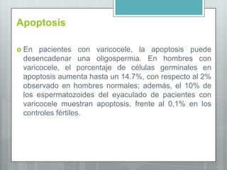 Apoptosis
 En pacientes con varicocele, la apoptosis puede
desencadenar una oligospermia. En hombres con
varicocele, el porcentaje de células germinales en
apoptosis aumenta hasta un 14.7%, con respecto al 2%
observado en hombres normales; además, el 10% de
los espermatozoides del eyaculado de pacientes con
varicocele muestran apoptosis, frente al 0,1% en los
controles fértiles.
 