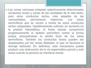 Las venas varicosas colapsan selectivamente determinados
conductos rectos y zonas de las cavidades de la rete testis,
pero otros conductos rectos, más alejados de las
varicosidades, permanecen indemnes. Los tubos
seminíferos que se vacían a través de estos conductos
rectos colapsados, hipotéticamente sufrirían un aumento en
la presión hidrostática, el fluido tubular comprimiría
progresivamente el epitelio seminífero contra la túnica
propia, provocándose la atrofia focal de los tubos
seminíferos. También los conductos rectos pueden ser
desplazados por las venas dilatadas, lo que no favorece el
drenaje testicular. En definitiva, este mecanismo puede
producir una obstrucción de la vía espermática parcial y solo
actúa cuando la persona se mantiene erecta.
 