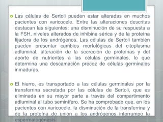  Las células de Sertoli pueden estar alteradas en muchos
pacientes con varicocele. Entre las alteraciones descritas
destacan las siguientes: una disminución de su respuesta a
la FSH, niveles alterados de inhibina sérica y de la proteína
fijadora de los andrógenos. Las células de Sertoli también
pueden presentar cambios morfológicas del citoplasma
adluminal, alteración de la secreción de proteínas y del
aporte de nutrientes a las células germinales, lo que
determina una descamación precoz de células germinales
inmaduras.
 El hierro, es transportado a las células germinales por la
transferrina secretada por las células de Sertoli, que es
eliminada en su mayor parte a través del compartimento
adluminal al tubo seminífero. Se ha comprobado que, en los
pacientes con varicocele, la disminución de la transferrina y
de la proteína de unión a los andrógenos interrumpe la
espermatogénesis
 