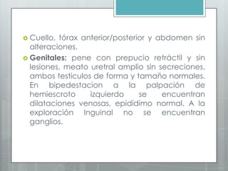  Cuello, tórax anterior/posterior y abdomen sin
alteraciones.
 Genitales: pene con prepucio retráctil y sin
lesiones, meato uretral amplio sin secreciones,
ambos testiculos de forma y tamaño normales.
En bipedestacion a la palpación de
hemiescroto izquierdo se encuentran
dilataciones venosas, epidídimo normal. A la
exploración Inguinal no se encuentran
ganglios.
 