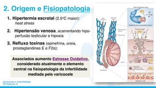 Varicocele e Infertilidade
SC Esteves, 6
2. Origem e Fisiopatologia
1.  Hipertermia escrotal (2.5oC maior):
heat stress
2.  Hipertensão venosa, acarrentando hipo-
perfusão testicular e hipoxia
3.  Reﬂuxo toxinas (epinefrina, ureia,
prostaglandinas E e F2α):
Associados aumento Estresse Oxidativo,
considerado atualmente o elemento
central na ﬁsiopatologia da infertilidade
mediada pela varicocele
 