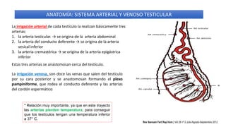 ANATOMÍA: SISTEMA ARTERIAL Y VENOSO TESTICULAR
La irrigación arterial de cada testículo la realizan básicamente tres
arterias:
1. la arteria testicular. → se origina de la arteria abdominal
2. la arteria del conducto deferente → se origina de la arteria
vesical inferior
3. la arteria cremastérica → se origina de la arteria epigástrica
inferior
Estas tres arterias se anastomosan cerca del testículo.
La irrigación venosa, son doce las venas que salen del testículo
por su cara posterior y se anastomosan formando el plexo
pampiniforme, que rodea el conducto deferente y las arterias
del cordón espermático
* Relación muy importante, ya que en este trayecto
las arterias pierden temperatura, para conseguir
que los testículos tengan una temperatura inferior
a 37° C.
Rev Iberoam Fert Rep Hum | Vol 29 nº 2 Julio-Agosto-Septiembre 2012
 