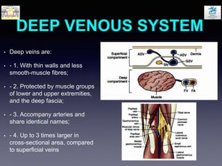 DEEP VENOUS SYSTEM
• Deep veins are:
• - 1. With thin walls and less
smooth-muscle fibres;
• - 2. Protected by muscle groups
of lower and upper extremities,
and the deep fascia;
• - 3. Accompany arteries and
share identical names;
• - 4. Up to 3 times larger in
cross-sectional area, compared
to superficial veins
 