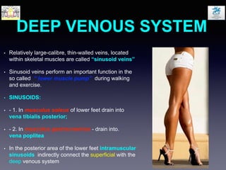 DEEP VENOUS SYSTEM
• Relatively large-calibre, thin-walled veins, located
within skeletal muscles are called “sinusoid veins”
• Sinusoid veins perform an important function in the
so called “ lower muscle pump” during walking
and exercise.
• SINUSOIDS:
• - 1. In musculus soleus of lower feet drain into
vena tibialis posterior;
• - 2. In musculus gastrocnemius - drain into.
vena poplitea
• In the posterior area of the lower feet intramuscular
sinusoids indirectly connect the superficial with the
deep venous system
 