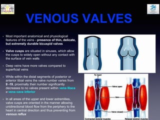 VENOUS VALVES
• Most important anatomical and physiological
features of the veins - presence of thin, delicate,
but extremely durable bicuspid valves
• Valve cusps are situated in sinuses, which allow
the cusps to widely open without any contact with
the surface of vein walls
• Deep veins have more valves compared to
superficial veins
• While within the distal segments of posterior or
anterior tibial veins the valve number varies from
9 -19, proximally their number significantly
decreases to no valves present within vena Iliaca
и vena cava inferior
• In all areas of the upper and lower extremities,
valve cusps are oriented in the manner allowing
unidirectional blood flow from the periphery to the
heart in central direction and thus preventing from
venous reflux
 