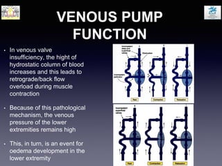VENOUS PUMP
FUNCTION
• In venous valve
insufficiency, the hight of
hydrostatic column of blood
increases and this leads to
retrograde/back flow
overload during muscle
contraction
• Because of this pathological
mechanism, the venous
pressure of the lower
extremities remains high
• This, in turn, is an event for
oedema development in the
lower extremity
 