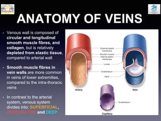 ANATOMY OF VEINS
• Venous wall is composed of
circular and longitudinal
smooth muscle fibres, and
collagen, but is relatively
depleted from elastic tissue,
compared to arterial wall
• Smooth muscle fibres in
vein walls are more common
in veins of lower extremities,
compared to the intra-thoracic
veins
• In contrast to the arterial
system, venous system
divides into: SUPERFICIAL,
PERFORATOR and DEEP
 