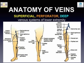 ANATOMY OF VEINS
SUPERFICIAL, PERFORATOR, DEEP
venous systems of lower extremity
 