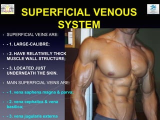 SUPERFICIAL VENOUS
SYSTEM
• SUPERFICIAL VEINS ARE:
• - 1. LARGE-CALIBRE;
• - 2. HAVE RELATIVELY THICK
MUSCLE WALL STRUCTURE;
• - 3. LOCATED JUST
UNDERNEATH THE SKIN.
• MAIN SUPERFICIAL VEINS ARE:
• - 1. vena saphena magna & parva;
• - 2. vena cephalica & vena
basilica;
• - 3. vena jugularis externa
 