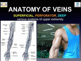 ANATOMY OF VEINS
SUPERFICIAL, PERFORATOR, DEEP
venous systems of upper extremity
 
