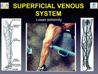 SUPERFICIAL VENOUS
SYSTEM
Lower extremity
 