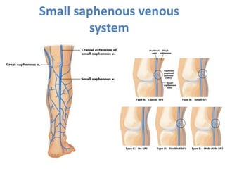 Small saphenous venous
system
 