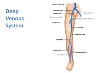 Deep
Venous
System
 