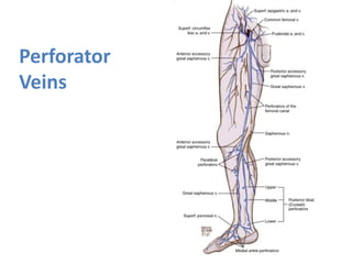 Perforator
Veins
 