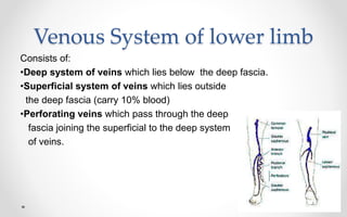 Venous System of lower limb
Consists of:
•Deep system of veins which lies below the deep fascia.
•Superficial system of veins which lies outside
the deep fascia (carry 10% blood)
•Perforating veins which pass through the deep
fascia joining the superficial to the deep system
of veins.
 