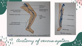 Anatomy of venous system
 