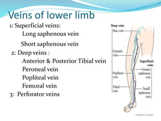Veins of lower limb
1: Superficial veins:
Long saphenous vein
Short saphenous vein
2: Deep veins :
Anterior & Posterior Tibial veins
Peroneal vein
Popliteal vein
Femoral vein
3: Perforator veins
 
