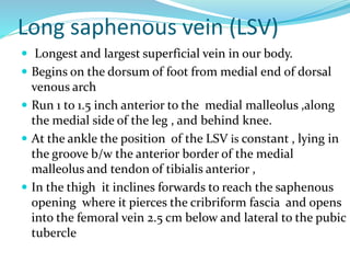 Long saphenous vein (LSV)
 Longest and largest superficial vein in our body.
 Begins on the dorsum of foot from medial end of dorsal
venous arch
 Run 1 to 1.5 inch anterior to the medial malleolus ,along
the medial side of the leg , and behind knee.
 At the ankle the position of the LSV is constant , lying in
the groove b/w the anterior border of the medial
malleolus and tendon of tibialis anterior ,
 In the thigh it inclines forwards to reach the saphenous
opening where it pierces the cribriform fascia and opens
into the femoral vein 2.5 cm below and lateral to the pubic
tubercle
 