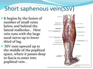 Short saphenous vein(SSV)
 It begins by the fusion of
number of small veins
below and behind the
lateral malleolus . Here
vein runs with the large
sural nerve up to lower
third of leg.
 SSV runs upward up to
the middle of the popliteal
space, where it passes deep
to fascia to enter into
popliteal vein .
 