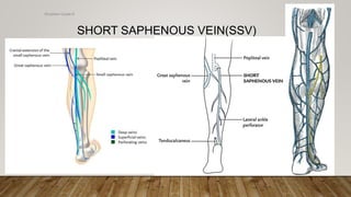 SHORT SAPHENOUS VEIN(SSV)
4/4/2019Shubham Gupta ©
 