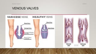 VENOUS VALVES
4/4/2019Shubham Gupta ©
 