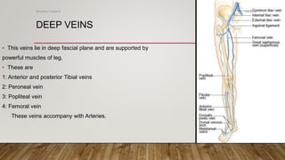 DEEP VEINS
• This veins lie in deep fascial plane and are supported by
powerful muscles of leg.
• These are
1: Anterior and posterior Tibial veins
2: Peroneal vein
3: Popliteal vein
4: Femoral vein
These veins accompany with Arteries.
4/4/2019Shubham Gupta ©
 