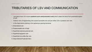 TRIBUTARIES OF LSV AND COMMUNICATION
• Just below knee LSV receive posterior arch vein(Leonardo's vein) which collect the blood from postmedial aspect
of calf .
• Anterior veins of leg(stocking vein) ascend acrossthe shin and join either LSV or posterior arch vein .
• In the thigh before entering in the saphenous opening itrecieves
1. Anterolateral vein
2. Posteromedial vein of thigh
3. Superficial external pudendal vein
4. Superficial epigastric vein
5. Superficial circumflex iliac vein
6. Deep External Pudendal Veinv
4/4/2019Shubham Gupta ©
 