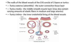 Comprehensive Overview of Varicose Veins: Anatomy, Pathology, Diagnosis ...