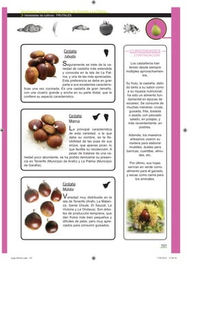 Variedades agrícolas tradicionales de Tenerife y La Palma
Variedades de cultivos: FRUTALES
101
CURIOSIDADES
... CONTINUACIÓN
Los castañeros han
tenido desde siempre
múltiples aprovechamien-
tos.
Su fruto, la castaña, debi-
do tanto a su sabor como
a su riqueza nutricional,
ha sido un alimento fun-
damental en épocas de
escasez. Se consume de
muchas maneras: cruda,
guisada, frita, tostada
o asada, con pescado
salado, en potajes, y
más recientemente, en
postres.
Además, los maestros
artesanos usaron su
madera para elaborar
muebles, duelas para
barricas, cuartillas, almu-
des, etc.
Por último, sus hojas
servían en verde como
alimento para el ganado,
y secas como cama para
los animales.
Seguramente se trate de la va-
riedad de castaña más extendida
y conocida en la isla de La Pal-
ma, y una de las más apreciadas.
Esta preferencia se debe en gran
parte a sus excelentes caracterís-
ticas una vez cocinada. Es una castaña de gran tamaño,
con una cicatriz grande y ancha en su parte distal, que le
conﬁere su aspecto característico.
Castaña
Jabuda
La principal característica
de esta variedad, a la que
debe su nombre, es la ﬂe-
xibilidad de las púas de sus
erizos, que apenas pican, lo
que facilita su recolección. A
pesar de tratarse de una va-
riedad poco abundante, se ha podido demostrar su presen-
cia en Tenerife (Municipio de Arafo) y La Palma (Municipio
de Garafía).
Castaña
Mansa
Variedad muy distribuida en la
isla de Tenerife (Arafo, La Matan-
za, Santa Úrsula, El Sauzal, La
Victoria y La Orotava). Son árbo-
les de producción temprana, que
dan frutos más bien pequeños y
difíciles de pelar, pero muy apre-
ciados para consumir guisados.
Castaña
Mulata
asaga febrero.indd 101 17/02/2012 13:49:10
 