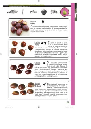 Variedades agrícolas tradicionales de Tenerife y La Palma
Variedades de cultivos: FRUTALES
102
Castaña de tamaño pequeño, ampliamente distribuida por
toda La Palma, y que destaca por su facilidad de pelado, lo
que la hace ideal para su consumo tanto en fresco, una vez
soleada, como tostada.
Castaña
Peloña
En la isla de Tenerife se locali-
za en los municipios de La Vic-
toria y La Matanza, existiendo
otra variante en la isla de La Palma. Debe su nombre
a que el erizo que envuelve las castañas presenta es-
pinas largas, por lo que deben recolectarse con cuida-
do. Es una castaña de tamaño medio a grande, con
mucho brillo, y buena aptitud para el pelado, aunque
la textura es más bien dura.
Castaña
Picuda
Se encuentra principalmente
en los municipios de La Victoria,
Santa Úrsula y La Orotava. Se
trata de una castaña muy apreciada por su excelente
sabor y su tamaño entre mediano y grande, y tam-
bién porque presenta cierta facilidad para ser pelada,
lo que la hace muy adecuada para su consumo en
fresco, por lo que son las primeras en ser consumidas
por los agricultores que las producen.
Castaña
Polegre
Esta variedad, encontrada en
los municipios de El Sauzal, La
Matanza, La Victoria y Santa Úr-
sula, destaca por sus castañas menudas, bastante
dulces, que los agricultores de las localidades donde
se encuentra describen muchas veces como “la de
mejor sabor”, siendo la preferida para consumir tos-
tada a pesar de su pequeño tamaño.
Castaña
Redonda
asaga febrero.indd 102 17/02/2012 13:49:22
 