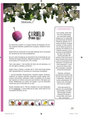 103
FLOR del Ciruelo
Se denomina ciruelos a un grupo diverso de especies que tie-
nen orígenes distintos, pudiendo ser europeos, asiáticos o ame-
ricanos.
Este frutal fue introducido en las islas después de la Conquista
de Canarias por los nuevos pobladores.
En una carta enviada por el mayordomo de la Hacienda de Las
Palmas de Anaga (Tenerife), Silvestre Izquierdo, a Juan Bautis-
ta de Castro el 12 de julio de 1776, escribe:
“ban unas papas = tres sestitos de fruta dos de sirbuelas y el
otro de higos y cebollas y pimienta …”.
Según Viera y Clavijo, a ﬁnales del S. XVIII este frutal estaba
bien representado en Canarias por numerosas variedades:
“…las hay amarillas, blanquecinas, moradas, negras, verdosas,
mollares, no mollares, grandes, pequeñas, dulces, agrias, tem-
pranas, más tardías, redondas, ovales, cumplidas, etc. Es árbol
que requiere un terreno más seco que húmedo, más ligero que
fuerte. Multiplícase por injerto, por pepita, o por los barbudos
numerosos que se levantan de su raíz.”
Desde mediados del S. XIX los cirueleros han sido habituales
en las medianías* y zonas altas de las islas, sobre todo en los
municipios del este y el sur.
CURIOSIDADES
Las ciruelas, tanto fres-
cas como desecadas,
son conocidas desde
antiguo por su capacidad
para favorecer el tránsito
intestinal, debido a su ri-
queza en ﬁbras, fructosa
y azufre. Su alto conteni-
do en ﬁbras aumenta el
volumen de materia en el
intestino grueso, lo que
favorece el peristaltismo
(es decir, las contrac-
ciones naturales del
mismo). Esto hace que el
efecto laxante sea suave,
y que no se produzca ha-
bituación (“síndrome del
colon perezoso”), como
ocurre con otros reme-
dios naturales o prepara-
ciones farmacéuticas.
Además, contienen
provitamina A (sobre todo
las de color más oscuro)
y vitamina E, ambas con
acción antioxidante. En
cuanto a los minerales,
son ricas en potasio.
Para aprovechar al
máximo sus propiedades
nutricionales, es prefe-
rible escoger ciruelas
maduras al natural, y
consumirlas, bien lava-
das, con la piel.
CIRUELO
(Prunus spp.)
de la OrotavaBlanca del País Japonesa Roja PequeñaBicacoAmarilla
pequeña
Huevo de
chivato
104 104 104 104 105 105 105
asaga febrero.indd 103 17/02/2012 13:49:32
 