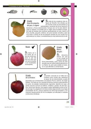 Variedades agrícolas tradicionales de Tenerife y La Palma
Variedades de cultivos: FRUTALES
104
Se trata de los cirueleros más an-
tiguos de Tenerife. Son árboles que
en muchas zonas se encuentran ya
asilvestrados, creciendo de forma natural en
barrancos y ﬁncas abandonadas. Aunque aún no ha sido determi-
nada su especie, es posible que su origen sea el sudeste europeo.
Se trata de árboles que producen generalmente en julio; tienen el
fruto amarillo, pequeño, esférico, de carne también amarilla y sabor
muy dulce. A pesar de ser de pequeño tamaño es una ciruela muy
apreciada por su dulzor, considerándose la más tradicional de la isla.
Ciruela
Amarilla pequeña,
del país, o cagona
Se llama así a
los frutos de un
tipo de ciruelo que
tiene la piel del
fruto de color rojo
y la carne amarilla
o con tonalidades
anaranjadas.
Bicaco
Se denomina
blanca del país
a una ciruela de
pequeño tamaño,
forma redondeada y piel y carne de color
amarillo que se cultiva tradicionalmente en
La Palma. Su piel suele estallar al madu-
rar, lo que diﬁculta su conservación.
Ciruela
Blanca
del país
También conocida en el Valle de la
Orotava como ciruela roja: pertenece
al grupo de los denominados ciruelos
japoneses que corresponden a la especie Prunus salicina, de origen
asiático. Se trata de una variedad temprana (produce generalmente
en junio), de árboles medianamente vigorosos, abiertos de copa y
ramas oscuras. El fruto es esférico, simétrico, grande, de piel roja y
ﬁna, carne poco ﬁbrosa, muy jugosa y sabor agradable ya que su aci-
dez es baja. Su adaptación a la isla se debe seguramente a sus bajas
necesidades de frío, porque especies de clima más templado y con
mayores requerimientos de frío se adaptan con diﬁcultad a nuestras
condiciones climáticas.
Ciruela
de La Orotava
asaga febrero.indd 104 17/02/2012 13:49:34
 