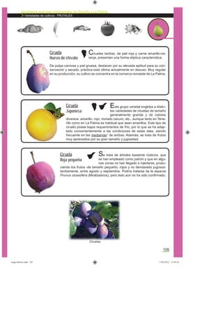 Variedades agrícolas tradicionales de Tenerife y La Palma
Variedades de cultivos: FRUTALES
105
Este grupo varietal engloba a distin-
tas variedades de ciruelas de tamaño
generalmente grande y de colores
diversos: amarillo, rojo, morado oscuro, etc., aunque tanto en Tene-
rife como en La Palma es habitual que sean amarillos. Este tipo de
ciruelo posee bajos requerimientos de frío, por lo que se ha adap-
tado convenientemente a las condiciones de estas islas, siendo
frecuente en las medianías* de ambas. Además, se trata de frutos
muy apreciados por su gran tamaño y jugosidad.
Ciruelas tardías, de piel roja y carne amarillo-na-
ranja, presentan una forma elíptica característica.
De pulpa carnosa y piel gruesa, destacan por su elevada aptitud para su con-
servación y secado, práctica esta última actualmente en desuso. Muy regular
en su producción, su cultivo se concentra en la comarca noroeste de La Palma.
Ciruela
Japonesa
Ciruela
Huevo de chivato
Se trata de árboles bastante rústicos, que
se han empleado como patrón y que en algu-
nas zonas no han llegado a injertarse, produ-
ciendo los frutos -de tamaño pequeño, rojos y no demasiado jugosos-
tardíamente, entre agosto y septiembre. Podría tratarse de la especie
Prunus cesasifera (Mirabolanos), pero ésto aún no ha sido conﬁrmado.
Ciruela
Roja pequeña
Ciruelas
asaga febrero.indd 105 17/02/2012 13:49:42
 