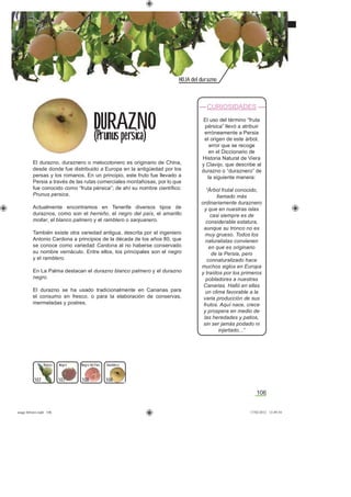 106
HOJA del durazno
El durazno, duraznero o melocotonero es originario de China,
desde donde fue distribuido a Europa en la antigüedad por los
persas y los romanos. En un principio, este fruto fue llevado a
Persia a través de las rutas comerciales montañosas, por lo que
fue conocido como “fruta pérsica”; de ahí su nombre cientíﬁco:
Prunus persica.
Actualmente encontramos en Tenerife diversos tipos de
duraznos, como son el herreño, el negro del país, el amarillo
mollar, el blanco palmero y el ramblero o sanjuanero.
También existe otra variedad antigua, descrita por el ingeniero
Antonio Cardona a principios de la década de los años 80, que
se conoce como variedad Cardona al no haberse conservado
su nombre vernáculo. Entre ellos, los principales son el negro
y el ramblero.
En La Palma destacan el durazno blanco palmero y el durazno
negro.
El durazno se ha usado tradicionalmente en Canarias para
el consumo en fresco, o para la elaboración de conservas,
mermeladas y postres.
DURAZNO
(Prunus persica)
NegroBlanco RambleroNegro del Pais
CURIOSIDADES
El uso del término “fruta
pérsica” llevó a atribuir
erróneamente a Persia
el origen de este árbol,
error que se recoge
en el Diccionario de
Historia Natural de Viera
y Clavijo, que describe al
durazno o “duraznero” de
la siguiente manera:
“Árbol frutal conocido,
llamado más
ordinariamente duraznero
y que en nuestras islas
casi siempre es de
considerable estatura,
aunque su tronco no es
muy grueso. Todos los
naturalistas convienen
en que es originario
de la Persia, pero
connaturalizado hace
muchos siglos en Europa
y traídos por los primeros
pobladores a nuestras
Canarias. Halló en ellas
un clima favorable a la
varia producción de sus
frutos. Aquí nace, crece
y prospera en medio de
las heredades y patios,
sin ser jamás podado ni
injertado...”
107 108 108107
asaga febrero.indd 106 17/02/2012 13:49:54
 
