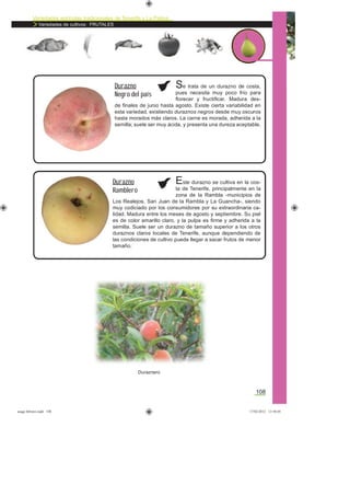 Variedades agrícolas tradicionales de Tenerife y La Palma
Variedades de cultivos: FRUTALES
108
Se trata de un durazno de costa,
pues necesita muy poco frío para
ﬂorecer y fructiﬁcar. Madura des-
de ﬁnales de junio hasta agosto. Existe cierta variabilidad en
esta variedad, existiendo duraznos negros desde muy oscuros
hasta morados más claros. La carne es morada, adherida a la
semilla; suele ser muy ácida, y presenta una dureza aceptable.
Durazno
Negro del país
Este durazno se cultiva en la cos-
ta de Tenerife, principalmente en la
zona de la Rambla -municipios de
Los Realejos, San Juan de la Rambla y La Guancha-, siendo
muy codiciado por los consumidores por su extraordinaria ca-
lidad. Madura entre los meses de agosto y septiembre. Su piel
es de color amarillo claro, y la pulpa es ﬁrme y adherida a la
semilla. Suele ser un durazno de tamaño superior a los otros
duraznos claros locales de Tenerife, aunque dependiendo de
las condiciones de cultivo puede llegar a sacar frutos de menor
tamaño.
Durazno
Ramblero
Duraznero
asaga febrero.indd 108 17/02/2012 13:50:05
 