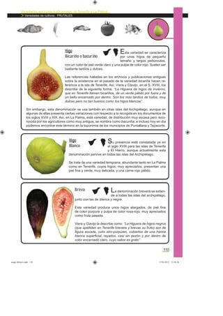 Variedades agrícolas tradicionales de Tenerife y La Palma
Variedades de cultivos: FRUTALES
110
Esta variedad se caracteriza
por unos higos de pequeño
tamaño y largos pedúnculos,
con un color de piel verde claro y una pulpa de color rojo. Suelen ser
bastante tardíos y dulces.
Las referencias halladas en los archivos y publicaciones antiguas
sobre la existencia en el pasado de la variedad bicariña hacen re-
ferencia a la isla de Tenerife. Así, Viera y Clavijo, en el S. XVIII, los
describe de la siguiente forma: “La Higuera de higos de invierno,
que en Tenerife llaman bicariños, de un verde pálido por fuera y de
un bello encarnado por dentro. Son los más tardíos de todos, muy
dulces pero no tan buenos como los higos blancos”.
Sin embargo, esta denominación se usa también en otras islas del Archipiélago, aunque en
algunas de ellas presenta ciertas variaciones con respecto a la recogida en los documentos de
los siglos XVIII y XIX. Así, en La Palma, esta variedad, de distribución muy escasa pero reco-
nocida por los agricultores como muy antigua, se nombra como bacuriña, e incluso hoy en día
podemos encontrar este término en la toponimia de los municipios de Puntallana y Tazacorte.
Higo
Bicariño o bacuriño
Su presencia está constatada ya en
el siglo XVIII para las islas de Tenerife
y El Hierro, aunque actualmente esta
denominación pervive en todas las islas del Archipiélago.
Se trata de una variedad temprana, abundante tanto en La Palma
como en Tenerife, cuyos higos, muy apreciados, presentan una
piel ﬁna y verde, muy delicada, y una carne rojo pálido.
Higo
Blanco
La denominación brevera se extien-
de a todas las islas del archipiélago,
junto con las de blanca y negra.
Esta variedad produce unos higos alargados, de piel ﬁna
de color púrpura y pulpa de color rosa-rojo, muy apreciados
como fruta pasada.
Viera y Clavijo la describe como: “La Higuera de higos negros
(que apellidan en Tenerife brevera y brevas su fruto) son de
ﬁgura aovada, cutis atro-purpúreo, cubiertos de una harina
blanca superﬁcial, rayados, casi sin pezón y por dentro de
color encarnado claro, cuyo sabor es grato”.
Breva
asaga febrero.indd 110 17/02/2012 13:50:20
 