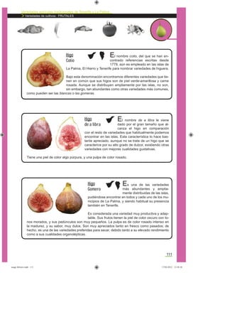 Variedades agrícolas tradicionales de Tenerife y La Palma
Variedades de cultivos: FRUTALES
111
El nombre cotio, del que se han en-
contrado referencias escritas desde
1779, aún es empleado en las islas de
La Palma, El Hierro y Tenerife para nombrar variedades de higuera.
Bajo esta denominación encontramos diferentes variedades que tie-
nen en común que sus higos son de piel verde-amarillosa y carne
rosada. Aunque se distribuyen ampliamente por las islas, no son,
sin embargo, tan abundantes como otras variedades más comunes,
como pueden ser las blancas o las gomeras.
Higo
Cotio
El nombre de a libra le viene
dado por el gran tamaño que al-
canza el higo en comparación
con el resto de variedades que habitualmente podemos
encontrar en las islas. Esta característica lo hace bas-
tante apreciado, aunque no se trate de un higo que se
caracterice por su alto grado de dulzor, existiendo otras
variedades con mejores cualidades gustativas.
Tiene una piel de color algo púrpura, y una pulpa de color rosado.
Higo
de a libra
Es una de las variedades
más abundantes y amplia-
mente distribuidas de las islas,
pudiéndose encontrar en todos y cada uno de los mu-
nicipios de La Palma, y siendo habitual su presencia
también en Tenerife.
Es considerada una variedad muy productiva y adap-
table. Sus frutos tienen la piel de color oscuro con to-
nos morados, y sus pedúnculos son muy pequeños. La pulpa es de color rosado intenso en
la madurez, y su sabor, muy dulce. Son muy apreciados tanto en fresco como pasados; de
hecho, es una de las variedades preferidas para secar, debido tanto a su elevado rendimiento
como a sus cualidades organolépticas.
Higo
Gomero
asaga febrero.indd 111 17/02/2012 13:50:30
 