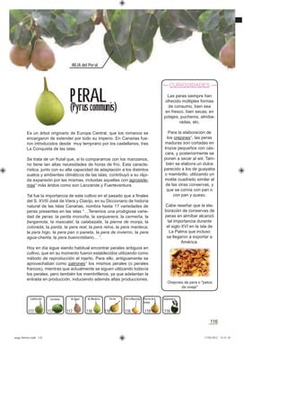 116
Calabazate de Manteca Pera ManzanaPardaCermeña de Agua SanjuaneraPierna de
monja
HOJA del Peral
Es un árbol originario de Europa Central, que los romanos se
encargaron de extender por todo su imperio. En Canarias fue-
ron introducidos desde muy temprano por los castellanos, tras
La Conquista de las islas.
Se trata de un frutal que, si lo comparamos con los manzanos,
no tiene tan altas necesidades de horas de frío. Esta caracte-
rística, junto con su alta capacidad de adaptación a los distintos
suelos y ambientes climáticos de las islas, contribuyó a su rápi-
da expansión por las mismas, incluidas aquellas con agrosiste-
mas* más áridos como son Lanzarote y Fuerteventura.
Tal fue la importancia de este cultivo en el pasado que a ﬁnales
del S. XVIII José de Viera y Clavijo, en su Diccionario de historia
natural de las Islas Canarias, nombra hasta 17 variedades de
peras presentes en las islas “…Tenemos una prodigiosa varie-
dad de peras: la perita monciña, la sanjuanera, la cermeña, la
bergamota, la mascatel, la calabazate, la pierna de monja, la
colorada, la parda, la pera real, la pera reina, la pera manteca,
la pera higo, la pera pan o paneta, la pera de invierno, la pera
agua-chenta, la pera buencristiano,…”.
Hoy en día sigue siendo habitual encontrar perales antiguos en
cultivo, que en su momento fueron establecidos utilizando como
método de reproducción el injerto. Para ello, antiguamente se
aprovechaban como patrones* los mismos perales (o perales
francos), mientras que actualmente se siguen utilizando todavía
los perales, pero también los membrilleros, ya que adelantan la
entrada en producción, induciendo además altas producciones.
P ERAL
(Pyrus communis)
CURIOSIDADES
Las peras siempre han
ofrecido múltiples formas
de consumo, bien sea
en fresco, bien secas; en
potajes, pucheros, almiba-
radas, etc.
Para la elaboración de
los orejones*, las peras
maduras son cortadas en
trozos pequeños con cás-
cara, y posteriormente se
ponen a secar al sol. Tam-
bién se elabora un dulce
parecido a los de guayaba
o membrillo, utilizando un
molde cuadrado similar al
de las otras conservas, y
que se comía con pan o
con pan y queso.
Cabe reseñar que la ela-
boración de conservas de
peras en almíbar alcanzó
tal importancia durante
el siglo XVI en la isla de
La Palma que incluso
se llegaron a exportar a
América.
Orejones de pera o "petos
de oveja"
117 117 117 118 118 118 119 119
asaga febrero.indd 116 17/02/2012 13:51:10
 