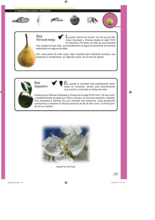 Variedades agrícolas tradicionales de Tenerife y La Palma
Variedades de cultivos: FRUTALES
119
La pera “pierna de monxa” se cita ya por Dá-
maso Quezada y Cháves desde el siglo XVIII
en Canarias. Por tanto, se trata de una variedad
muy antigua en las islas, que actualmente se sigue encontrando de manera
esporádica en alguna de ellas.
Son unas peras de color rojizo, algo insípidas pero bastante acuosas, que
empiezan a recolectarse, en algunas zonas, en el mes de agosto.
Pera
Pierna de monja
Es quizás la variedad más ampliamente distri-
buida en Canarias, siendo esta denominación
muy común y conocida en todas las islas.
Citada ya por Dámaso Quezada y Cháves en el siglo XVIII como "de san Juan"
y posteriormente recogida por Viera y Clavijo, es una pera pequeña, redonda,
muy aromática y sabrosa. Es una variedad muy temprana, cuya recolección
acostumbra a iniciarse en fechas próximas al día de San Juan, el 24 de junio:
de ahí su nombre.
Pera
Sanjuanera
Detalle ﬂor del Peral
asaga febrero.indd 119 17/02/2012 13:51:29
 