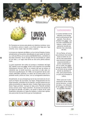 120
FRUTO de la Tunera
En Canarias se conoce esta planta con distintos nombres: tune-
ra, chumbera, penca o nopal, y a su fruto como higo pico, higo
chumbo, tuno, nopal, higo de indias o pepino.
La tunera es originaria de Méjico y el sur de los Estados Unidos;
actualmente se encuentra naturalizada en gran parte de Améri-
ca, norte de África, en la cuenca del Mediterráneo, y también en
las Islas Canarias. Ya en el siglo XVII se encontraba en cultivo
en las islas, y un siglo más tarde se cita como planta asilves-
trada.
La gran expansión del cultivo se produjo a mediados del siglo
XIX, debido a que sus palas* sirven como soporte a la cochinilla
(Dactylopius coccus), que es un insecto del que se extrae un
colorante rojo, el ácido carmínico, que tenía un alto valor co-
mercial en aquella época. En 1856, con la aparición de los colo-
rantes artiﬁciales (anilinas), el cultivo de la tunera sufrió un im-
portante revés y entró en crisis, con su consiguiente abandono.
Actualmente, el uso principal que se le da a la tunera es el con-
sumo en fresco de sus frutos, los higos. Antiguamente era ha-
bitual secarlos, actividad hoy en desuso, aunque todavía es po-
sible encontrarlos en algunos sitios. A estos higos secos se les
llama “higos porretos”, aunque en islas como Tenerife también
se los conoce como “higos carreños”. El proceso de secado de
los higos es sencillo: se pelan y se ponen a secar al sol, para
ﬁnalmente colocarlos en cajas de madera o cubos bien apreta-
dos para evitar de esa forma que se humedezcan.
T UNERA
(Opuntia spp.)
Salvaje
21
de TerciopeloBlanca Colorada
21 21 21
CURIOSIDADES
La tunera también se ha
utilizado como forraje
para la alimentación del
ganado. Para ello se
emplean las palas*, que
son bien aceptadas por
cabras o vacas, princi-
palmente durante las
épocas mas calurosas
del año.
En La Palma, el humo
que producen las tuneras
secas al arder es uno
de los más apreciados
para ahumar el queso,
proporcionándole su
aroma característico.
Por su parte, las palas*
tiernas se solían colocar
en el fondo de las zanjas
donde se plantaba la
viña, para proporcionar
un poco de humedad al
cultivo.
Otros usos son: la de-
marcación de las lindes
de los terrenos, a modo
de setos, o la utilización
de las palas* para elabo-
rar juguetes infantiles.
Tuneras secas para ahumado
asaga febrero.indd 120 17/02/2012 13:51:41
 