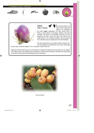 Variedades agrícolas tradicionales de Tenerife y La Palma
Variedades de cultivos: FRUTALES
122
La tunera india o de
tunos tintos (Opuntia
dillenii) se distingue
por tener palas* pequeñas, de color verde amari-
llento, y unos “picos” muy largos, rígidos y de color
amarillo. Las ﬂores son amarillas; produce un fruto
pequeño, de piel y carne de color rojo intenso, de
sabor ácido y con muchas semillas, que se emplea
en ocasiones para la elaboración de mermeladas.
Es poco productiva y sus higos suelen madurar tar-
de. Es habitual encontrarla en las zonas más bajas
de las islas, pudiendo llegar a vivir a escasos metros del mar.
Algunas fuentes aﬁrman que fue introducida a ﬁnales del siglo XIX con la intención de utilizar
sus largas púas como alﬁleres para sujetar las siembras de cochinilla. También fue importante
el uso de su fruto para la alimentación de los cochinos.
Tunera
India o salvaje
Tunera Amarilla
asaga febrero.indd 122 17/02/2012 13:51:53
 