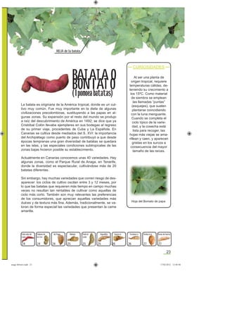 23
HOJA de la batata
24
La batata es originaria de la América tropical, donde es un cul-
tivo muy común. Fue muy importante en la dieta de algunas
civilizaciones precolombinas, sustituyendo a las papas en al-
gunas zonas. Su expansión por el resto del mundo se produjo
a raíz del descubrimiento de América en 1492; se dice que ya
Cristóbal Colón llevaba ejemplares en sus bodegas al regreso
de su primer viaje, procedentes de Cuba y La Española. En
Canarias se cultiva desde mediados del S. XVI: la importancia
del Archipiélago como puerto de paso contribuyó a que desde
épocas tempranas una gran diversidad de batatas se quedara
en las islas, y las especiales condiciones subtropicales de las
zonas bajas hicieron posible su establecimiento.
Actualmente en Canarias conocemos unas 40 variedades. Hay
algunas zonas, como el Parque Rural de Anaga, en Tenerife,
donde la diversidad es espectacular, cultivándose más de 20
batatas diferentes.
Sin embargo, hay muchas variedades que corren riesgo de des-
aparecer: los ciclos de cultivo oscilan entre 3 y 12 meses, por
lo que las batatas que requieren más tiempo en campo muchas
veces no resultan tan rentables de cultivar como aquellas de
ciclo más corto. También son muy relevantes las preferencias
de los consumidores, que aprecian aquellas variedades más
dulces y de textura más ﬁna. Además, tradicionalmente, se va-
loran de forma especial las variedades que presentan la carne
amarilla.
Al ser una planta de
origen tropical, requiere
temperaturas cálidas, de-
teniendo su crecimiento a
los 15ºC. Como material
de siembra se emplean
las llamadas “puntas”
(esquejes), que suelen
plantarse coincidiendo
con la luna menguante.
Cuando se completa el
ciclo típico de la varie-
dad, y la cosecha está
lista para recoger, las
hojas más viejas se ama-
rillean y caen, y aparecen
grietas en los surcos a
consecuencia del mayor
tamaño de las raíces.
BAT AT A O
BONIAT O
(Ipomoea batatas)
Colorada de
copo
24
Cubano de
turrón
25
Matojo
25
Padrón de
seda
26 2625
Saucero Venturera
27
Yema de huevoRajadilla
CURIOSIDADES
Tostonera
24 27
de Papa
Hoja del Boniato de papa
asaga febrero.indd 23 17/02/2012 13:40:40
 