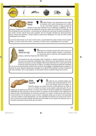 Variedades de cultivos: TUBÉRCULOS y RAÍCES
Variedades agrícolas tradicionales de Tenerife y La Palma
25
Se trata de una variedad antigua que
se cultiva casi exclusivamente en el in-
terior del Parque Rural de Anaga, en
Tenerife, aunque se puede encontrar ocasionalmente en otras is-
las; en La Palma se conoce como rajada o pata (de) gallo. Es una
batata que se planta de invernera: en zonas como Afur se cultiva de septiembre a septiembre,
dejándola por tanto durante un año en la tierra; en cambio, en otros lugares como Taganana se
acorta el ciclo, permaneciendo en el terreno durante 8 o 9 meses. La piel es de color crema y
la carne blanca, de consistencia suave y dulce, cualidades estas que la hacen muy apreciada
y que han evitado su total desaparición. Es casi imposible encontrarla a la venta en los merca-
dos, por tanto para poder disfrutar del sabor de esta batata no nos queda otra solución que ir a
buscarla a las pocas zonas donde aún se cultiva.
Boniato antiguo y muy apreciado ya que, según
la tradición oral, podía mantenerse en la tierra
sin ser cosechado durante un largo periodo de
tiempo sin que esto afectase a sus excelentes cualidades. Se han
obtenido múltiples referencias en las diferentes zonas de cultivo de La Palma; sin embargo, en
la actualidad es poco frecuente, y únicamente es cultivada por personas de edad avanzada con
un fuerte vínculo cultural hacia esta variedad. Se han recogido también las denominaciones
bruja, matojo fuencalentero, matojo caletero y lapina para designarla. Su ciclo de cultivo puede
sobrepasar los 6 meses.
La piel de este boniato es de color marrón claro y ocasionalmente puede mostrar venas superﬁ-
ciales. La carne es de color crema, y presenta un sabor suave y agradable al ser cocinada.
Boniato
Matojo
Batata
Rajadilla
Se trata de un boniato de piel color crema oscuro, en
ocasiones con ciertos matices rosados, y carne blan-
ca, mostrando ésta un anillo de color amarillo hacia la
corteza y manchas dispersas del mismo color.
Las personas de más avanzada edad muestran un aprecio especial hacia esta
rama por sus excelentes cualidades, tanto culinarias como agronómicas. Su escasa
presencia contrasta con las múltiples referencias obtenidas en la mayor parte de las
zonas de cultivo de la isla de La Palma. Su antigua importancia queda de maniﬁesto
en el uso de la denominación padrón para nombrar otras ramas* morfológicamente similares al
padrón de seda. Algunas referencias recogidas en la isla de Cuba reﬂejan nombres similares al
de esta variedad, como seda legítimo, lo cuál puede indicar el posible origen de la misma.
Boniato
Padrón de seda
asaga febrero.indd 25 17/02/2012 13:40:51
 