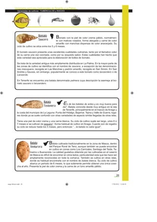 Variedades de cultivos: TUBÉRCULOS y RAÍCES
Variedades agrícolas tradicionales de Tenerife y La Palma
26
Boniato con la piel de color crema pálido, normalmen-
te con matices rosados, forma alargada y carne de color
amarillo con manchas dispersas de color anaranjado. Su
ciclo de cultivo se sitúa entre los 5 y 6 meses.
El boniato saucero presenta unas excelentes cualidades culinarias, tanto por el llamativo color
de su carne una vez cocinada, como por su exquisito sabor. Estas cualidades han hecho que
esta variedad sea apreciada para la elaboración de bollos de boniato.
Se trata de la variedad antigua más ampliamente distribuida en La Palma. En la mayor parte de
las zonas de cultivo se identiﬁca con el nombre de saucera, a excepción de las denominacio-
nes mazuquera, recogida en Las Manchas y padrón amarillo, recogida en San Simón. En San
Andrés y Sauces, sin embargo, popularmente se conoce a este boniato como lanzarotero o de
Lanzarote.
En Tenerife se encuentra una batata denominada palmera cuya descripción la asemeja al bo-
niato saucero o lanzarotero.
“Es de las batatas de antes y es muy buena para
dar”. Batata conocida desde muy antiguo en la isla
de Tenerife, principalmente en el macizo de Anaga y
la costa del municipio de La Laguna: Punta del Hidalgo, Bajamar, Tejina y Valle de Guerra, luga-
res donde ya se suele confundir con otras variedades de aspecto similar llegadas de otras islas.
Tiene una piel de color crema y una carne blanca. Su ciclo de cultivo suele ser largo, unos 6 o
7 meses si se cultivan de sequero*, forma habitual de cultivo en Anaga. Cuando son de regadío
su ciclo se reduce hasta los 5 meses, pero entonces “…la batata no sabe igual”.
Boniato
Saucero
Batata
Tostonera
Batata cultivada tradicionalmente en la zona de Masca, dentro
del Parque Rural de Teno, aunque también se puede encontrar
en cultivo en zonas como Los Carrizales, Santiago del Teide, Ta-
maimo o Buenavista. La calidad gustativa obtenida por las cultivadas en el caserío
de Masca es difícil de encontrar en otros lados, particularidad esta que las hace ser
ampliamente reconocidas en toda la comarca. También se cultiva en otras islas,
donde es habitual encontrarla con el nombre de batata blanca. Su ciclo de cultivo
abarca un periodo de 6 meses, lo que solamente permite obtener una única cose-
cha al año. Presenta la piel de color crema y la carne de un tono amarillo pálido.
Batata
Venturera
asaga febrero.indd 26 17/02/2012 13:40:59
 