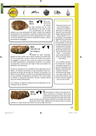 Variedades de cultivos: TUBÉRCULOS y RAÍCES
Variedades agrícolas tradicionales de Tenerife y La Palma
29
Aunque la forma en la
que el ñame llegó a
Canarias no está del
todo clara, se sabe que
ésta fue muy temprana
(según algunos autores,
incluso anterior a La
Conquista) y ha quedado
registrada en numerosas
citas. La primera que se
ha encontrado, en la cual
se habla del hambre que
padeció Gran Canaria
cuando no se permitió
llevar trigo desde Tene-
rife, se remonta al año
1535: “…y los pobres
solo comían palmitos y
raíces de yerbas llama-
das ñames,…”
En La Palma, también
en el siglo XVI, el viajero
portugués Gaspar Fru-
tuoso lo encuentra en el
Barranco del Agua (San
Andrés y Sauces): “...
[El barranco del Agua]
en cuyas orillas se da
mucho ñame blanco, que
en años escasos suple al
pan una vez cocido.”
CURIOSIDADES
Las plan-
taci ones
de ñames
de esta variedad son las más
abundantes en las islas, ya que
son considerados los de mejor
calidad y los más apreciados de todos, siendo muy habitual
encontrarlos en los mercados. La planta se diferencia de otras
variedades que podemos encontrar habitualmente en cultivo
en que los pecíolos de la hoja son totalmente verdes, y tienen
alta tendencia al ahijado*.
Ñame
Blanco
Variedad de gran rusticidad,
destaca el color rosado que a veces muestra en la parte infe-
rior de sus pecíolos y el gran número de semillos que emiten
sus cormos* o bolas de ñame, como se conoce en La Palma
a la parte subterránea y comestible de la planta. Los semillos
son pequeños cormos que dan lugar a hijos que pueden ser
utilizados como plantones.
Aunque en general es una variedad menos apreciada que el
blanco, es habitual encontrarlo en las principales zonas pro-
ductoras de ñames de las islas de Tenerife, La Gomera y La
Palma. En esta última no existen en la actualidad plantaciones
de esta variedad, limitándose su presencia, tal y como indica
su nombre, a pequeños barrancos, cauces y fuentes donde
crece de manera asilvestrada.
En La Palma, en algunas ocasiones se han destinado a la ali-
mentación de los cochinos.
Ñame
Colorado o de
barranquera
Se encuentra en cultivo en las islas de Te-
nerife, La Palma y La Gomera. Tiene como
característica principal un color rojo a lo lar-
go de todo el pecíolo de la hoja que lo dife-
rencia del resto de los ñames presentes en las islas. Hay quien
opina que es de mejor calidad que los ñames blancos, aunque
necesita un mayor tiempo de cocción, ya que es algo más duro.
Ñame
Morado
asaga febrero.indd 29 17/02/2012 13:41:20
 