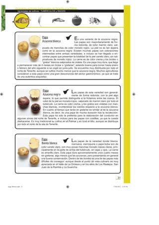 Variedades de cultivos: TUBÉRCULOS y RAÍCES
Variedades agrícolas tradicionales de Tenerife y La Palma
31
Las papas de la variedad bonita blanca,
marrueca, marroquina o papa boba son de
color canelo claro, con muy pocas manchas morado rojizas claras, prin-
cipalmente en la parte de arriba del tubérculo, en cejas y ojos. La carne
es amarillo claro. Esta papa dura aproximadamente unos cuatro meses
sin grelarse, algo menos que las azucenas, pero presentando en general
una buena conservación. Dentro de las bonitas es una de las papas más
difíciles de conseguir, aunque desde el punto de vista culinario es muy
apreciada en el Valle de La Orotava y en los altos de Los Realejos, San
Juan de la Rambla y La Guancha.
Las papas de esta variedad son general-
mente de forma redonda, con la piel algo
áspera, lo que permite distinguirla si la frotamos entre las manos. El
color de la piel es morado-rojizo, salpicado de marrón claro por todo el
tubérculo. La carne es color crema, y los grelos son violetas con man-
chas blancas, invirtiéndose los colores respecto a la azucena blanca.
En cuanto al tiempo que tarda en grelarse es similar al de la azucena
blanca, es decir, es una papa de mucha duración tras la recolección.
Esta papa ha sido la preferida para la elaboración del condumio en
algunas zonas del norte de Tenerife, e incluso para las papas con costillas, ya que le cuesta
deshacerse. Es muy tradicional su cultivo en el Palmar y en Icod el Alto, aunque se distribuye
por todo el norte de la isla de Tenerife.
Es una variante de la azucena negra.
Las papas son mayoritariamente de for-
ma redonda, de color marrón claro, sal-
picado de manchas de color morado rojizo. La piel no es tan áspera
como en la azucena negra. Existen muchas papas con coloraciones
intermedias entre ambas variedades, e incluso se han llegado a en-
contrar papas que presentan la totalidad de la piel canelo claro, sin sal-
picaduras de morado rojizo. La carne es de color crema y los brotes o
“grelos” blancos salpicados de violeta. Es una papa muy dura, que llega
a permanecer más de 4 meses sin brotar o “grelarse”, estando buena para comer hasta enero
o febrero del año siguiente si se cogió en junio-julio. Se encuentra muy distribuida por todo el
norte de Tenerife, aunque se cultive mucho menos que la azucena negra. Muchos agricultores
consideran a esta papa como una gran desconocida del sector gastronómico, ya que se trata
de una autentica exquisitez.
Papa
Azucena blanca
Papa
Azucena negra
Papa
Bonita blanca
asaga febrero.indd 31 17/02/2012 13:41:48
 