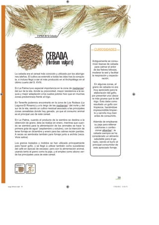 39
ESPIGA de la Cebada
40
La cebada era el cereal más conocido y utilizado por los aboríge-
nes isleños. El cultivo se extendió a todas las islas tras la conquis-
ta, e incluso llegó a ser el más producido en el Archipiélago en el
último cuarto del S. XVIII.
En La Palma tuvo especial importancia en la zona de medianías*
del sur de la isla, donde su precocidad, mayor resistencia a la se-
quía y mejor adaptación a los suelos pobres hizo que en muchas
zonas predominara frente al trigo.
En Tenerife podemos encontrarla en la zona de Los Rodeos (La
Laguna-El Rosario) y a lo largo de las medianías* del norte y del
sur de la isla, siendo un cultivo residual asociado a las principales
zonas cerealistas donde hay ganado, ya que el consumo animal
es el principal uso de este cereal.
En La Palma, cuando el producto de la siembra se destina a la
obtención de grano, ésta se realiza en enero, mientras que cuan-
do se siembra para la alimentación de los animales se hace “a
primera gota de agua” (septiembre u octubre), con la intención de
tener forraje en diciembre y enero para las cabras recién paridas.
A veces se sembraba también para forraje junto a archita (veza:
Vicia sativa)
Los granos tostados y molidos se han utilizado principalmente
para hacer goﬁo, y se llegó a utilizar también como sucedáneo
del café en épocas de escasez; pero son la alimentación animal,
usando tanto el grano como la paja, y el empleo como abono ver-
de los principales usos de este cereal.
CURIOSIDADES
Antiguamente se consu-
mían tisanas de cebada
para calmar el ardor
de las ﬁebres biliosas,
moderar la sed y facilitar
la respiración y expecto-
ración.
En algunas zonas, el
grano de cebada no era
muy apreciado para la
elaboración del goﬁo,
por presentar una cásca-
ra más gruesa que la del
trigo. Esto daba como
resultado un goﬁo con
tropiezos, haciéndose
imprescindible limpiar-
lo y cernirlo muy bien
antes de consumirlo.
Además de emplearse
su paja para rellenar
colchones o confec-
cionar albardas*, la
cebada siempre se ha
considerado un alimento
saludable para el ga-
nado, siendo el burro el
principal consumidor de
este apreciado forraje.
CEBADA
(Hordeum vulgare)
Plaganuda o
del pais
Romana
40
asaga febrero.indd 39 17/02/2012 13:42:51
 