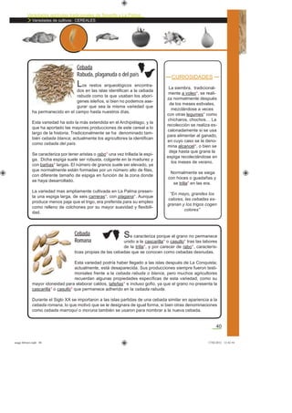 Variedades agrícolas tradicionales de Tenerife y La Palma
Variedades de cultivos: CEREALES
40
CURIOSIDADES
La siembra, tradicional-
mente a voleo*, se reali-
za normalmente después
de los meses estivales,
mezclándose a veces
con otras legumes* como
chícharos, chochos… La
recolección se realiza es-
calonadamente si se usa
para alimentar al ganado,
en cuyo caso se le deno-
mina alcancel*, o bien se
deja hasta que grane la
espiga recolectándose en
los meses de verano.
Normalmente se siega
con hoces o guadañas y
se trilla* en las era.
“En mayo, grandes los
calores, las cebadas es-
granan y los trigos cogen
colores”
Los restos arqueológicos encontra-
dos en las islas identiﬁcan a la cebada
rabuda como la que usaban los aborí-
genes isleños, si bien no podemos ase-
gurar que sea la misma variedad que
ha permanecido en el campo hasta nuestros días.
Esta variedad ha sido la más extendida en el Archipiélago, y la
que ha aportado las mayores producciones de este cereal a lo
largo de la historia. Tradicionalmente se ha denominado tam-
bién cebada blanca; actualmente los agricultores la identiﬁcan
como cebada del país.
Se caracteriza por tener aristas o rabo* una vez trillada la espi-
ga. Dicha espiga suele ser robusta, colgante en la madurez y
con barbas* largas. El número de granos suele ser elevado, ya
que normalmente están formadas por un número alto de ﬁlas,
con diferente tamaño de espiga en función de la zona donde
se haya desarrollado.
La variedad mas ampliamente cultivada en La Palma presen-
ta una espiga larga, de seis carreras*, con plagana*. Aunque
produce menos paja que el trigo, era preferida para su empleo
como relleno de colchones por su mayor suavidad y ﬂexibili-
dad.
Cebada
Rabuda, plaganuda o del país
Se caracteriza porque el grano no permanece
unido a la cascarilla* o casullo* tras las labores
de la trilla*, y por carecer de rabo*, caracterís-
ticas propias de las cebadas que se conocen como cebadas desnudas.
Esta variedad podría haber llegado a las islas después de La Conquista;
actualmente, está desaparecida. Sus producciones siempre fueron testi-
moniales frente a la cebada rabuda o blanca, pero muchos agricultores
recuerdan algunas propiedades especíﬁcas de esta variedad, como su
mayor idoneidad para elaborar caldos, tafeñas* e incluso goﬁo, ya que el grano no presenta la
cascarilla* o casullo* que permanece adherido en la cebada rabuda.
Durante el Siglo XX se importaron a las islas partidas de una cebada similar en apariencia a la
cebada romana, lo que motivó que se le designara de igual forma, si bien otras denominaciones
como cebada marroquí o moruna también se usaron para nombrar a la nueva cebada.
Cebada
Romana
asaga febrero.indd 40 17/02/2012 13:42:54
 