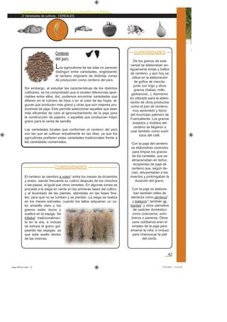 Variedades agrícolas tradicionales de Tenerife y La Palma
Variedades de cultivos: CEREALES
42
CURIOSIDADES
De los granos de este
cereal se elaboraban an-
tiguamente tortas y bollos
de centeno, y aún hoy se
utiliza en la elaboración
de goﬁos de mezcla,
junto con trigo y otros
granos (habas, millo,
garbanzos...). Asimismo
es utilizado para la elabo-
ración de otros productos
como el pan de centeno,
muy apreciado y típico
del municipio palmero de
Fuencaliente. Los granos
tostados y molidos del
centeno se llegaron a
usar también como susti-
tutos del café.
Con la paja del centeno
se elaboraban zarandas
para limpiar los granos
de los cereales, que se
almacenaban en taños,
recipientes de paja de
centeno que, según de-
cían, ahuyentaban a los
insectos y prolongaban la
duración del grano.
Con la paja se elabora-
ban también útiles de
labranza como jarneros*
y balayos*; también al-
bardas* y otros utensilios
de carácter doméstico
como costureros, som-
breros o paneras. Otros
usos cotidianos eran el
empleo de la paja para
amarrar la viña, e incluso
para chamuscar la piel
del cerdo.
Los agricultores de las islas no parecen
distinguir entre variedades, englobando
el centeno originario de distintas zonas
de producción como centeno del país.
Sin embargo, al estudiar las características de los distintos
cultivares, se ha comprobado que sí existen diferencias apre-
ciables entre ellos. Así, podemos encontrar variedades que
diﬁeren en el número de hijos o en el color de las hojas, al-
gunas que producen más grano y otras que son mejores pro-
ductoras de paja. Esto permite seleccionar aquellas que sean
más eﬁcientes de cara al aprovechamiento de la paja para
la construcción de pajares, o aquellas que produzcan mejor
grano para la venta de semilla.
Las variedades locales que conforman el centeno del país
son las que se cultivan actualmente en las islas, ya que los
agricultores preﬁeren estas variedades tradicionales frente a
las variedades comerciales.
Centeno
del país
CURIOSIDADES
El centeno se siembra a voleo* entre los meses de diciembre
y enero, siendo frecuente su cultivo después de los chochos
o las papas, al igual que otros cereales. En algunas zonas se
procede a la siega en verde en las primeras fases del cultivo,
y al levantado de las plantas, atándolas en las fases ﬁna-
les, para que no se tumben y se pierdan. La siega se realiza
en los meses estivales, cuando los tallos adquieren un co-
lor amarillo claro y los
granos están duros y
sueltos en la espiga. Se
trillaba* tradicionalmen-
te en la era, e incluso
se extraía el grano gol-
peando las espigas, ya
que está suelto dentro
de las mismas.
asaga febrero.indd 42 17/02/2012 13:43:03
 