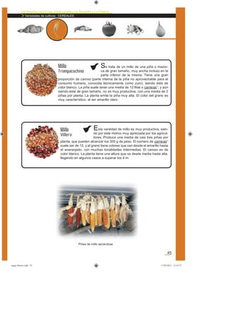 Variedades agrícolas tradicionales de Tenerife y La Palma
Variedades de cultivos: CEREALES
45
Se trata de un millo de una piña o mazor-
ca de gran tamaño, muy ancha incluso en la
parte inferior de la misma. Tiene una gran
proporción de caroso (parte interna de la piña no aprovechable para el
consumo humano, conocida técnicamente como zuro), siendo éste de
color blanco. La piña suele tener una media de 12 ﬁlas o carreras*, y aún
siendo ésta de gran tamaño, no es muy productiva, con una media de 2
piñas por planta. La planta emite la piña muy alta. El color del grano es
muy característico, al ser amarillo claro.
Millo
Trompacochino
Esta variedad de millo es muy productiva, sien-
do por este motivo muy apreciada por los agricul-
tores. Produce una media de casi tres piñas por
planta, que pueden alcanzar los 300 g de peso. El número de carreras*
suele ser de 12, y el grano tiene colores que van desde el amarillo hasta
el anaranjado, con muchas tonalidades intermedias. El caroso es de
color blanco. La planta tiene una altura que va desde media hasta alta,
llegando en algunos casos a superar los 4 m.
Millo
Villero
Piñas de millo secándose
asaga febrero.indd 45 17/02/2012 13:43:27
 